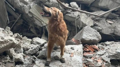 6 Şubat depremlerinde 18 kişiyi kurtaran arama kurtarma köpeği Killian hayatını kaybetti