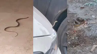 Bursa İnegöl'de yılan alarmı: Mahalleleri sardı