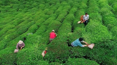 Yaş çay alım fiyatı 2025 yılı için açıklandı: 25,44 TL oldu