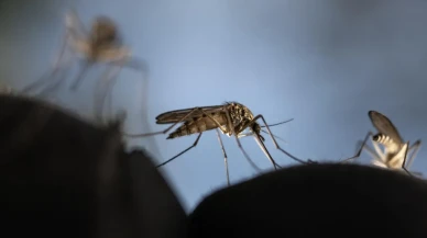 İngiltere'de ilk kez sivrisineklerde Batı Nil virüsü tespit edildi