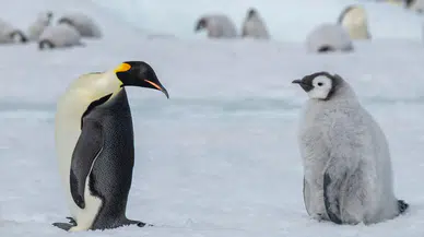İmparator penguen nüfusu küresel ısınma nedeniyle azalıyor