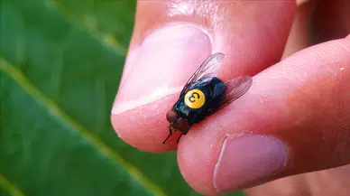 ABD'de et yiyen sinek yeniden ortaya çıktı: İnsanlar ve hayvancılık tehdit altında