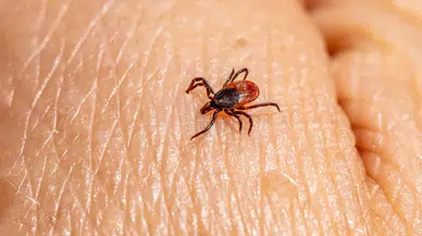 Türkiye'de ilk kez tespit edilen kene türü 30'dan fazla hastalık taşıyor