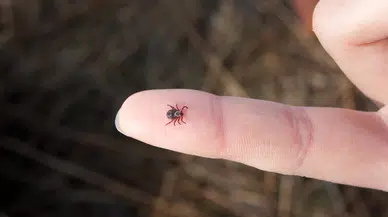 Sivas'ta kene ısırması sonucu 30 yaşındaki Uğur Uymaz hayatını kaybetti