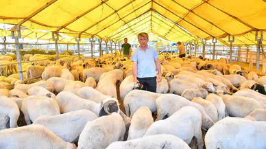 İstanbul kurban satış ve kesim yerleri |  2025 Kurban Bayramı