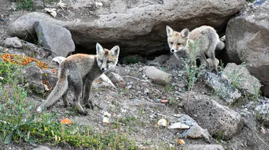 Doğaseverler, Kars'ta yuvalarından çıkan yavru kızıl tilkileri beslediler