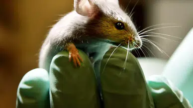 Çin’de devrim niteliğinde üreme deneyi: Erkek farelerden yavru fare üretildi