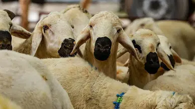 Diyanet’ten Kurban Bayramı öncesi zaman ve güvenlik uyarısı