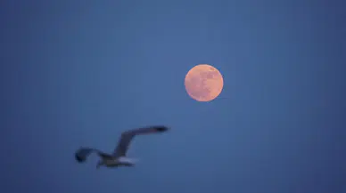 18 yıl sonra gökyüzünde büyüleyen Çilek Dolunayı! Haziran ayı pembe ışıklarla aydınlandı