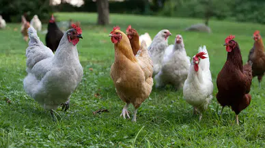 Nisan ayında tavuk eti üretimi arttı, yumurta üretimi geriledi