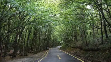 İstanbul’da ormanlık alanlara giriş yasağı başlıyor