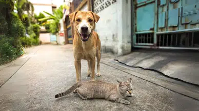 Sokak hayvanlarına yardım bahanesiyle dolandırıcılık yapan 10 şüpheli tutuklandı!