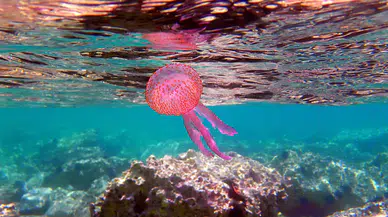 Ege'de görülen mor deniz anası halkı paniğe sevk etti!