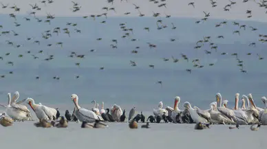 Dünya’da 500’den fazla kuş türü yok olma tehlikesiyle karşı karşıya