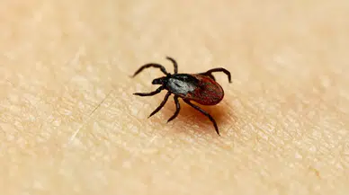 Çorum'da kene ısırığı şüphesiyle tedavi gören 51 yaşındaki çiftçi hayatını kaybetti