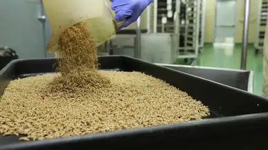 ABD, güney sınırını yine kapattı: Bu seferki sebep et yiyen parazitler!