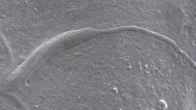 Antarktika’da 50 milyon yıllık fosilleşmiş hayvan spermi keşfedildi