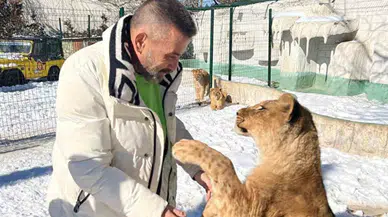 Çiftçiye saldıran aslanın sahibi: İnsanlara saldırmazdı, sosyal bir hayvandı