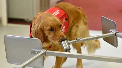 Eğitilen köpekler Parkinson hastalığını koklayarak tespit etti