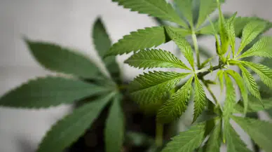 İletişim Başkanlığı’ndan “kenevir serbest bırakılıyor” iddialarına yanıt