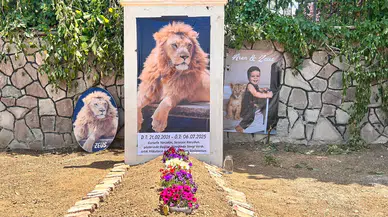 Avukattan “Zeus” adlı aslanın öldürülmesine suç duyurusu