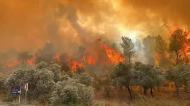 44 şüpheli gözaltında, 10 kişi tutuklandı: Bakan Yerlikaya, 12 ilde çıkan 65 orman yangınıyla ilgili son durumu açıkladı