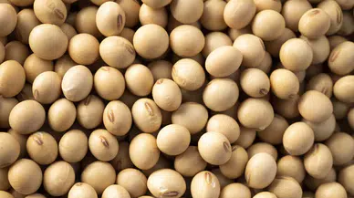 Avrupa Birliği, GDO'lu soya ithalatına onay verdi