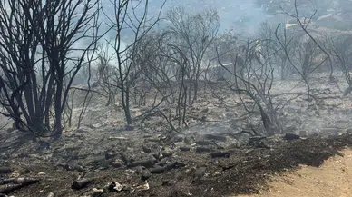 Beykoz’da işaret fişeğiyle orman yakan genç tutuklandı