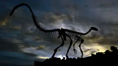 ABD’de 200 milyon yıllık yeni pterozor türü keşfedildi