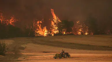 Bilecik'te çiftlikte çıkan yangın ormana sıçradı: 95 küçükbaş hayvan öldü