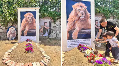 Öldürülen aslan Zeus'un sahibi, evine mezar yaptırdı: Çocuğum gibiydi