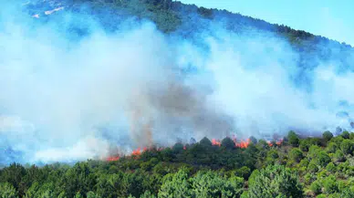 İstanbul Pendik’te Aydos Ormanı’nda yangın: İtfaiye ekipleri hızla müdahale ediyor