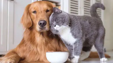 Evcil hayvanlar artık hayatın patronu: Tatil, iş, sosyal planlar...