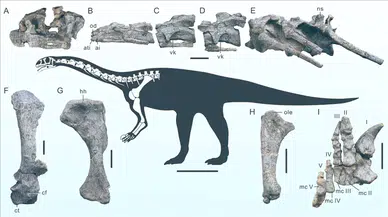 Çin'de 200 milyon yıllık yeni dinozor türü keşfedildi: Wudingloong wui