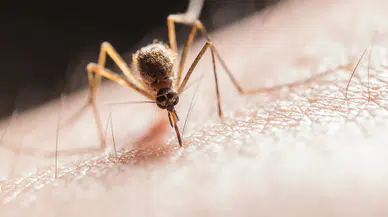 Skrillex’in şarkısı sivrisinek ısırıklarını azaltıyor