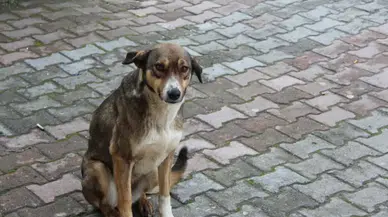 İstanbul Valiliği'nden Sokak Hayvanlarıyla İlgili Yeni Düzenleme Geliyor!