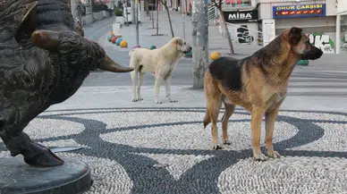 İstanbul Valiliği’nden okul çevrelerinde sokak köpekleri için toplama talimatı