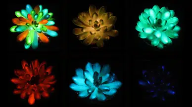 Çinli bilim insanlarından “parlayan bitki” teknolojisi: Sukulentler geceleri ışık saçacak