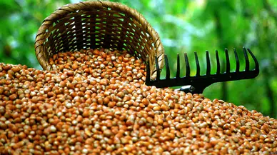 TMO, 2025-2026 fındık alım fiyatlarını açıkladı