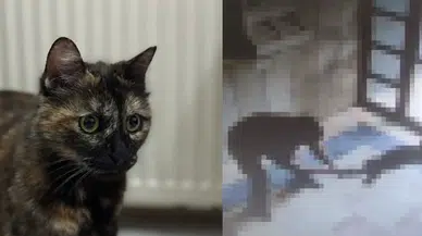 Kediye işkence ederek öldüren inşaat işçisi gözaltına alındı