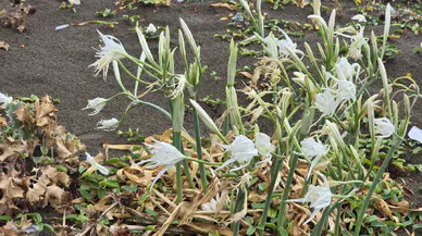 Hatay Samandağ sahilinde kum zambakları görsel şölen sunuyor: Koparmanın cezası 557 bin TL