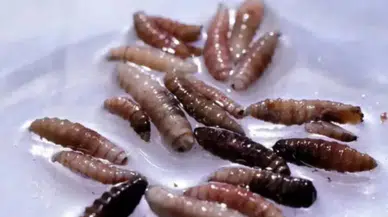 Et yiyen parazit bir insana bulaştı