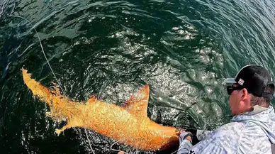 Kosta Rika’da hem ksantizm hem de albinizm gösteren dev hemşire köpek balığı yakalandı