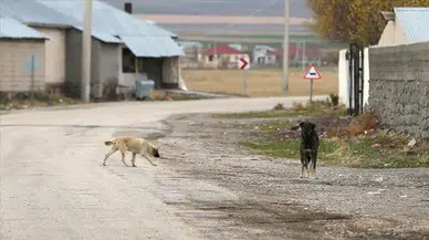 İzmir’de sahipsiz köpeklerden kaçarken otomobil çarpan kadın hayatını kaybetti