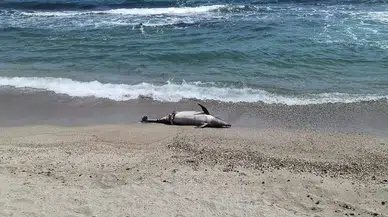 Tekirdağ'da ölü yunus sahile vurdu