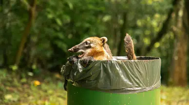 Gerçek bir hayvan sever misiniz? Bu hatayı yapıyorsanız değilsiniz!