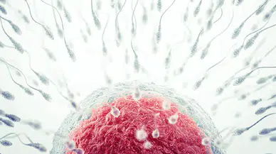 Kısırlığa umut olacak keşif: İnsan embriyosunun rahme tutunma anı görüntülendi