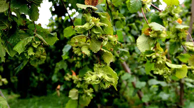 SOL Parti fındık fiyatlarına tepki gösterdi: "İktidarın politikası fiyat açıklamaktan ibaret"