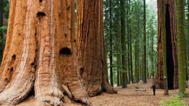 Milli parkı işgal edip 13 dönümde yasa dışı esrar yetiştirmişler