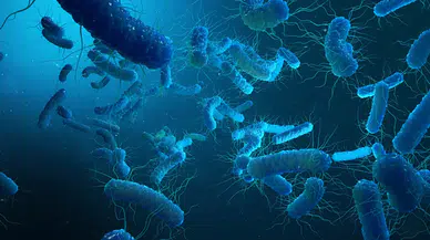 Bilim insanları sıfırdan tasarlanmış genomla Syn57 adlı sentetik bakteri üretti